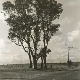 Site of Original One Tree