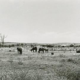 Farm Scene Evanston Gardens