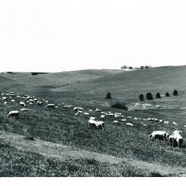 Hillside grazing at One Tree Hill