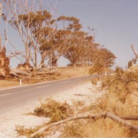 Storm Damage, One Tree Hill, 1976