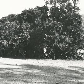 Cumberland Farm, One Tree Hill