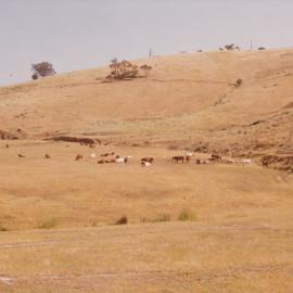 Cumberland Farm, One Tree Hill
