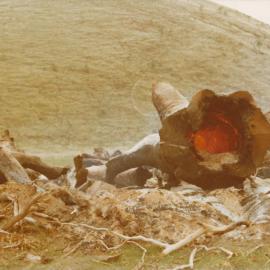 Cumberland Farm, One Tree Hill