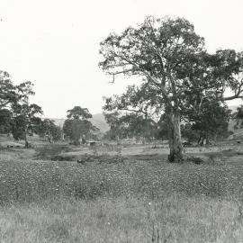 Cumberland Farm, One Tree Hill