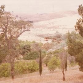 Little Para Orangery