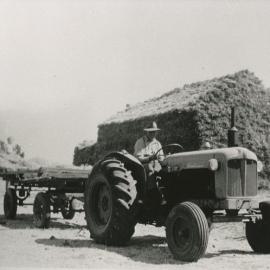 Taylor Farm, Calvengrove