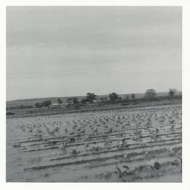 Flooding at Virginia