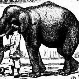 Tommy the Elephant