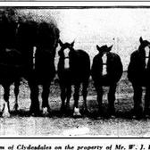 Clydesdales on the property of Mr W J Dawkins at Angle Vale