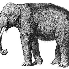 Memories of Tommy the Elephant 