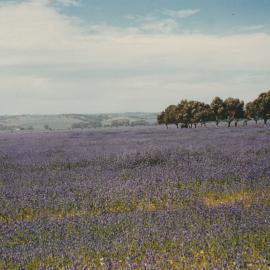 Site of future developments in Elizabeth