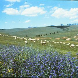 Hillside grazing at One Tree Hill