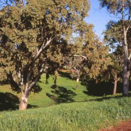 Jubilee Park, Elizabeth Park