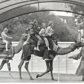 Camel rides