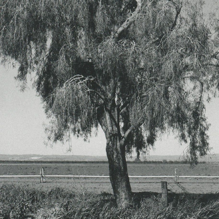 Peachey Belt Forest