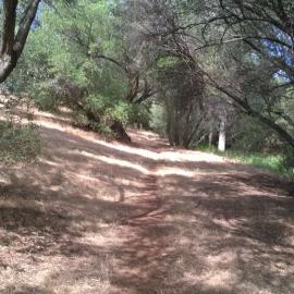 Olive Grove Elizabeth Park: 2014