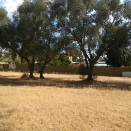 Olive Grove Elizabeth Park: 2014