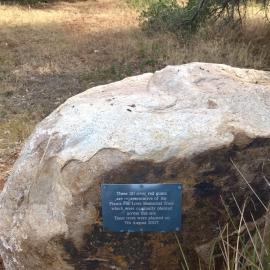 Olive Grove Elizabeth Park: 2014