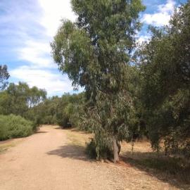 Olive Grove Elizabeth Park: 2014