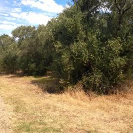 Olive Grove Elizabeth Park: 2014