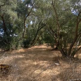 Olive Grove Elizabeth Park: 2014