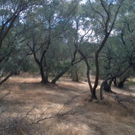 Olive Grove Elizabeth Park: 2014