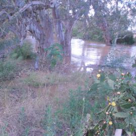 Gawler River in Flood: 2010