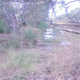 Gawler River in Flood: 2010