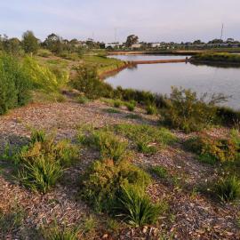 Munno Para Wetlands: 2015