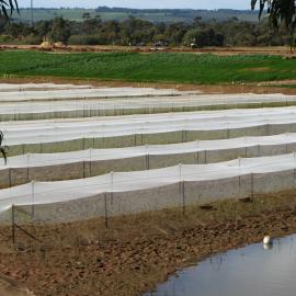 Stebonheath Wetlands Munno Para: 2009