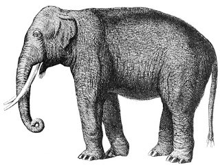 Memories of Tommy the Elephant 